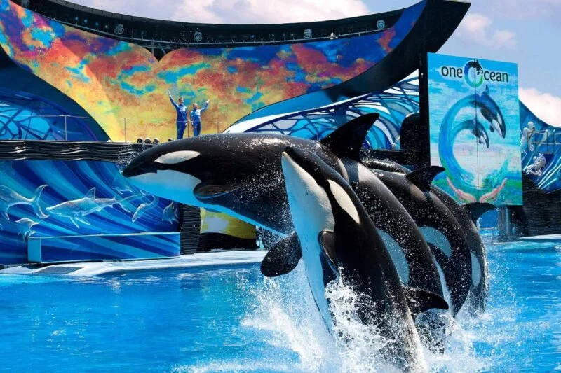 Sea World Orlando - Image 2
