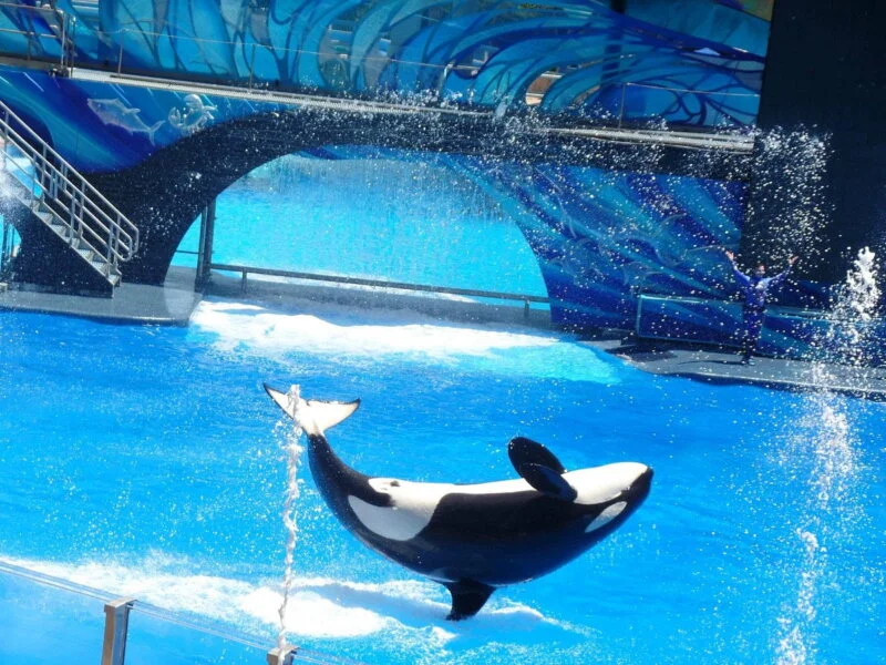 Sea World Orlando - Image 3