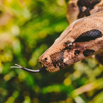 Everglades Tour: Official Booking Center at Bayside Marketplace - Image 16